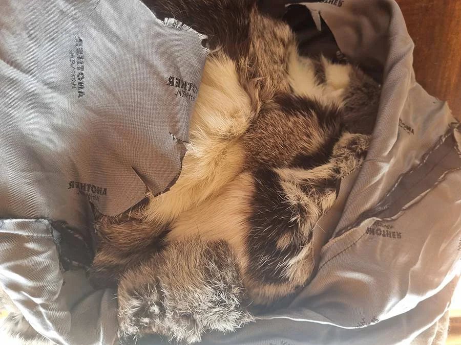 Grey lining torn open to show brown, white and black fur inside a coat