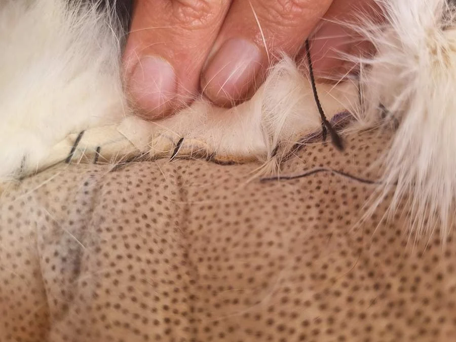 Fingers holding white fur back to show black stitches joining it to the spotted leather backing