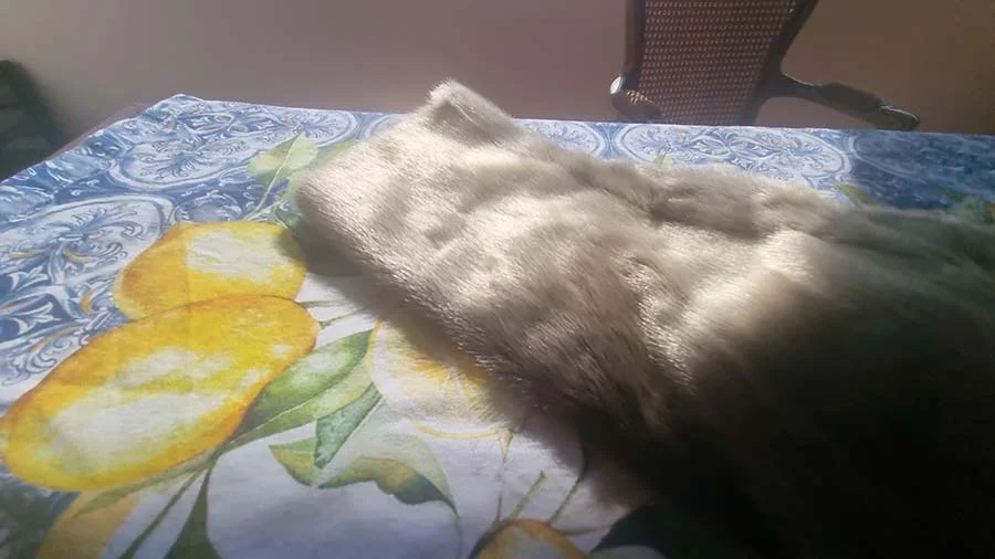 Rolled grey seal fur resting on a blue and white tablecloth with lemons